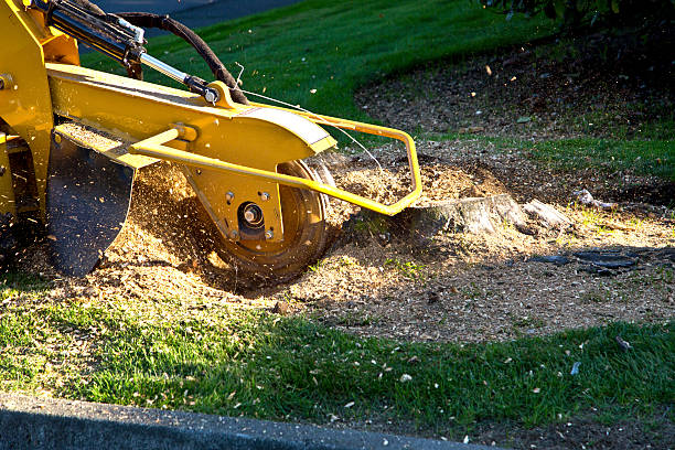 Reliable North Haverhill, NH Tree Service Solutions